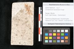 Foto (Objekt + Etikett) von Cinnamomum lanceolatum Unger (NHMW-GEO-2024-0188-8128)